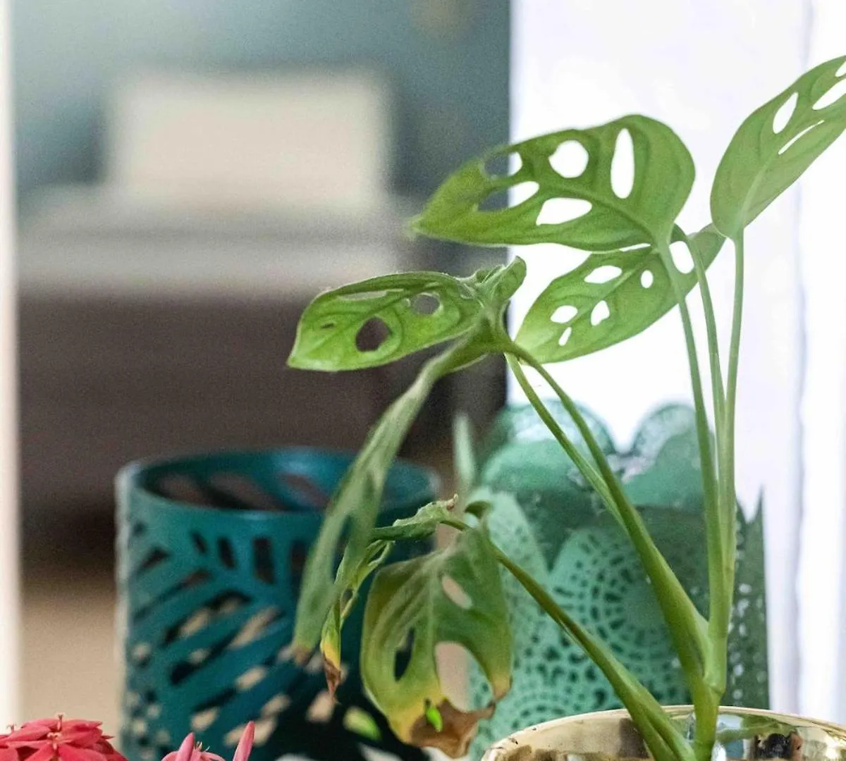 Botanical Apartment Central Boho Style 2 Pools ウィレムスタッド 0*,  キュラソー