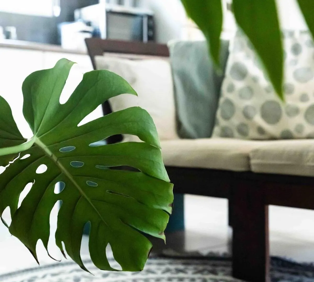 Botanical Apartment Central Boho Style 2 Pools Willemstad